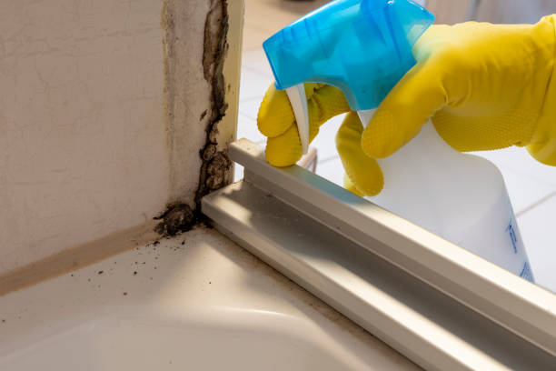 Best Toxic Mold Removal  in Pine Level, NC